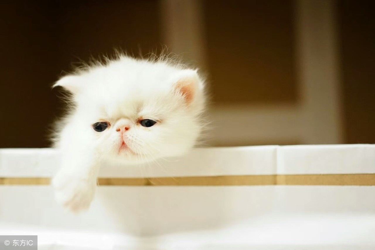 女生开宠物店需要投资多少,宠物店要投资多少钱西安