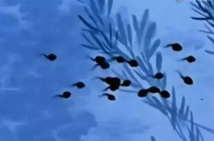 国内动画的巅峰之作水墨风,中国经典水墨动画片200部大合集