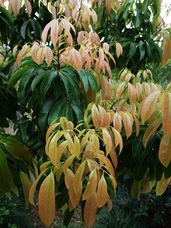 穷驴旅游,港囧游香港