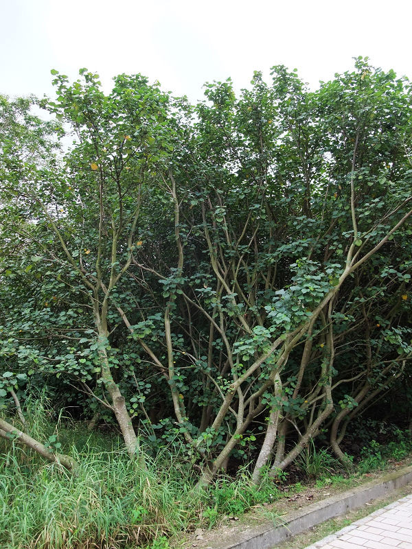 穷驴旅游,港囧游香港