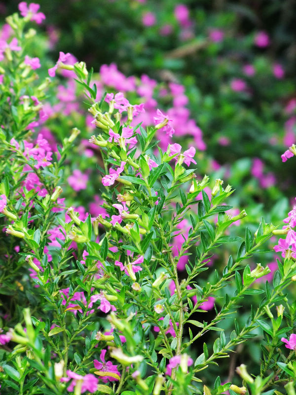 穷驴500块囧囧游香港（详细攻略带图）