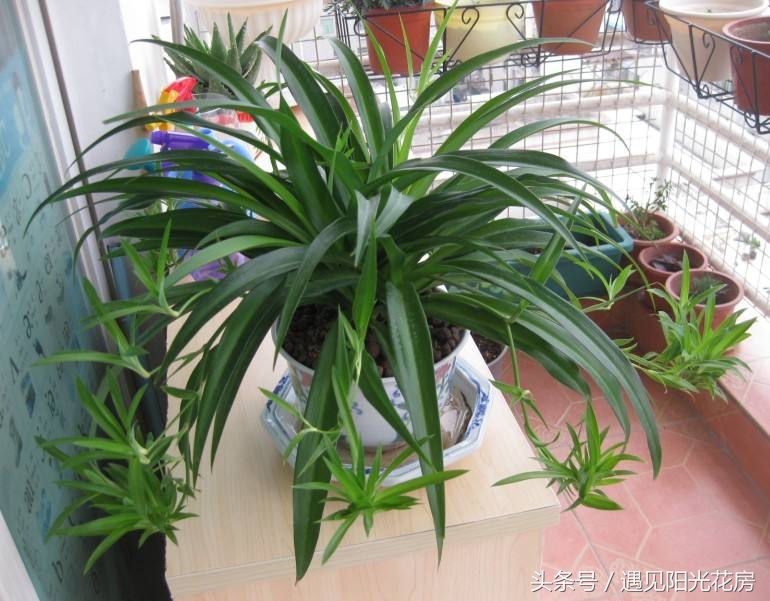 水培吊兰烂根怎么补救,土培吊兰发臭是怎么回事