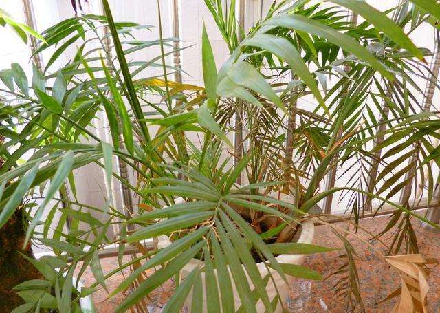 凤尾竹叶子发白黄叶咋回事,盆景凤尾竹叶子发黄干枯如何补救