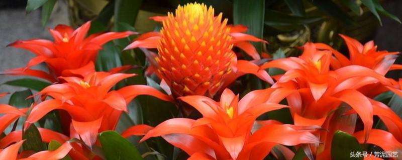 鸿运当头花谢了,鸿运当头花谢了的视频