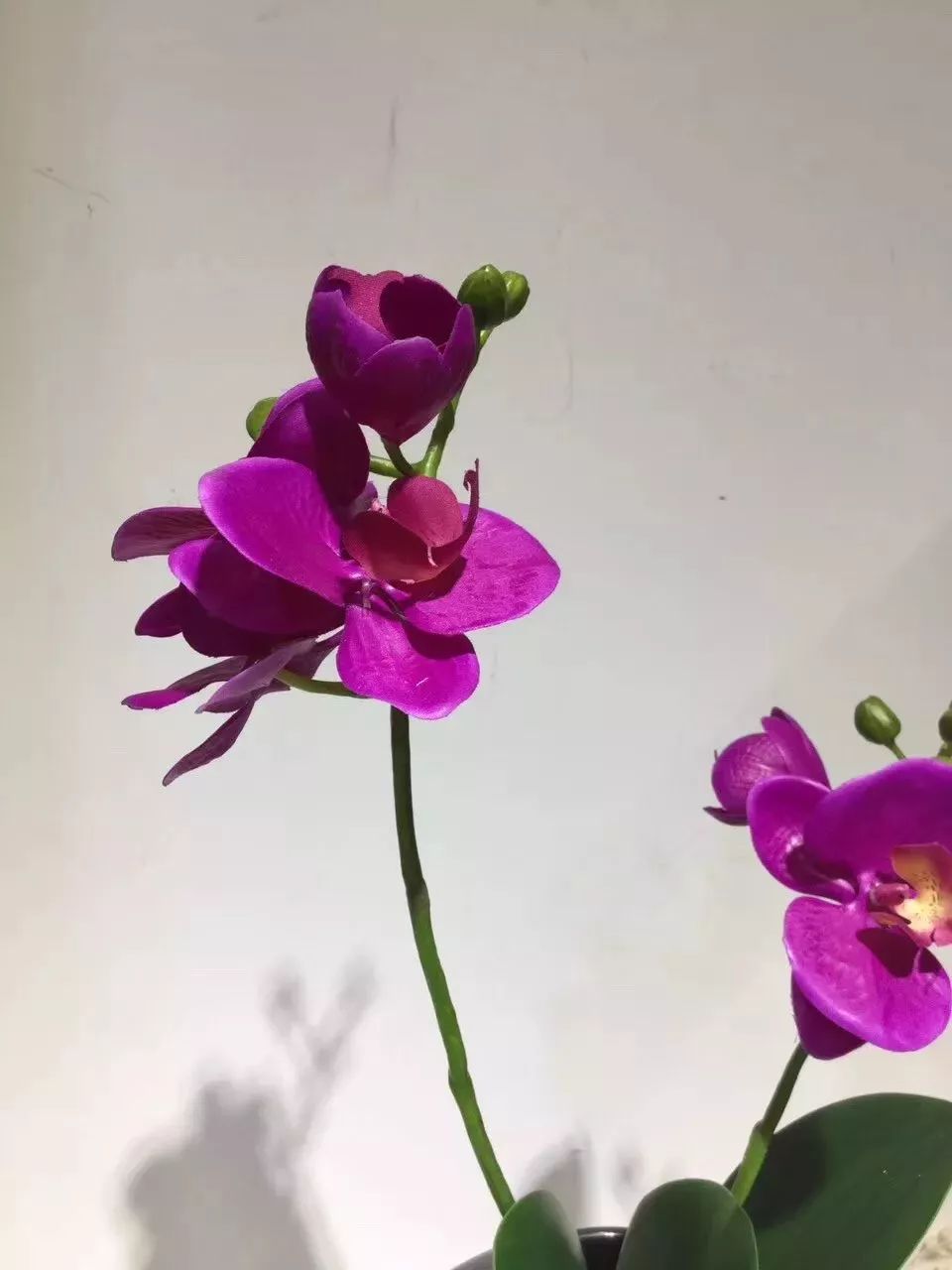 仿真花贵还是真花贵,仿真花贵还是鲜花贵