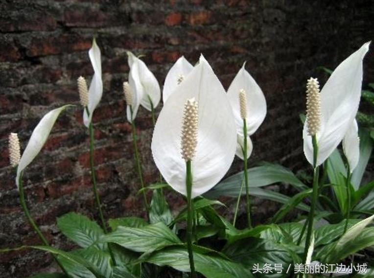 白掌养护开花的小技巧,水培白掌叶片翠绿不烂根