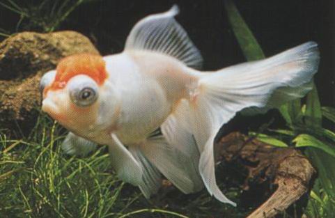 泰帽金鱼是什么品种,金鱼品种如何分类图解大全