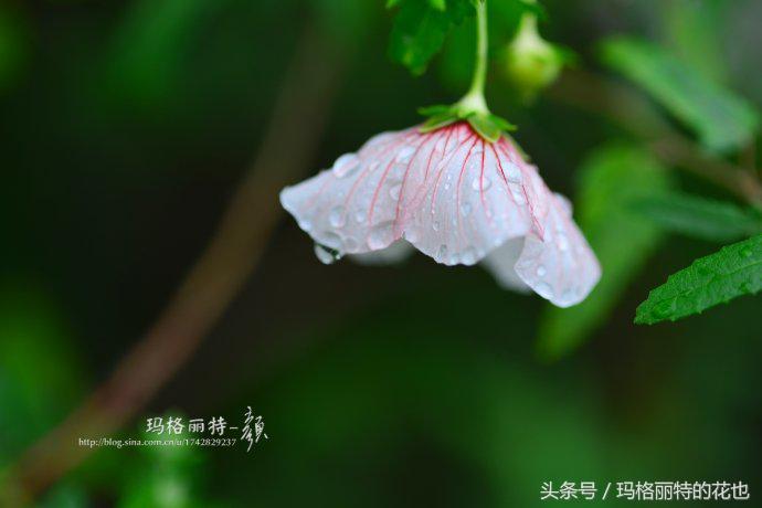 日系小清新高砂芙蓉,高砂芙蓉