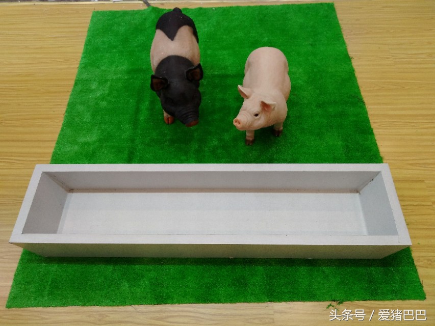 关于预防冬季猪流感疾病通告,预防猪流感的最佳方法