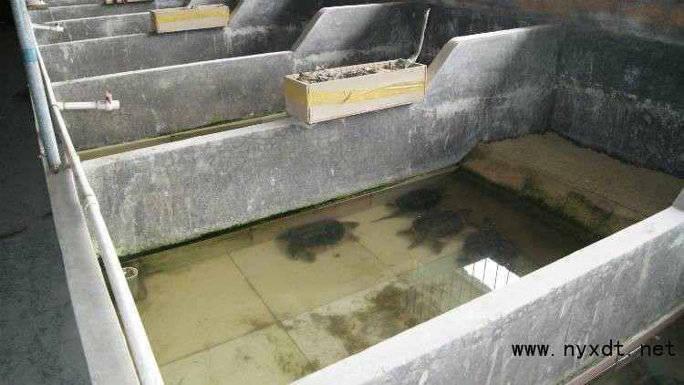 50斤人工养殖鳄龟值钱吗,农业鳄鱼龟的养殖技术