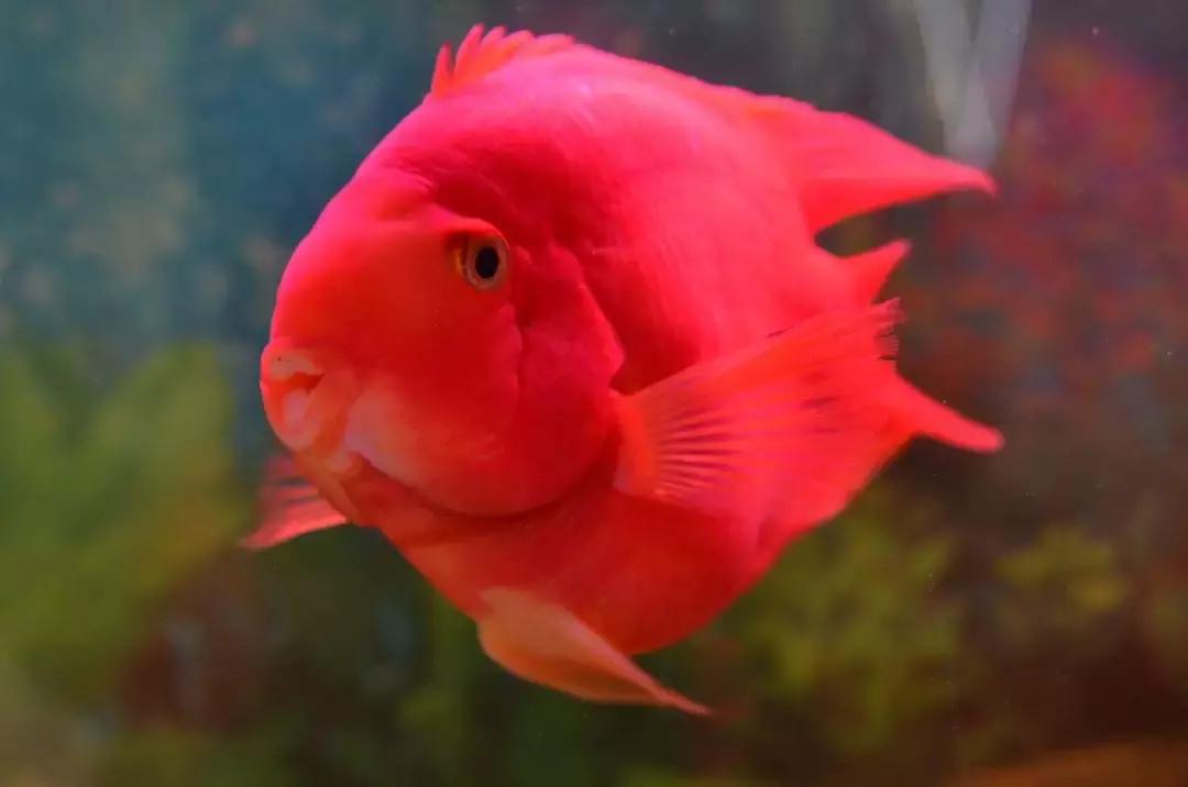 冷水鹦鹉鱼饲养密度,鹦鹉鱼怎么饲养最好