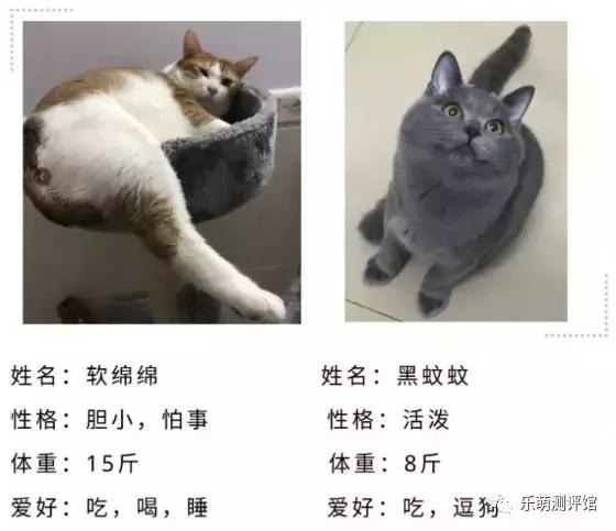 金装猫粮哪种最好,性价比高的猫粮测评真实