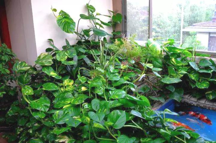 绿萝实用小技巧,绿萝经常放通风口能长得快吗