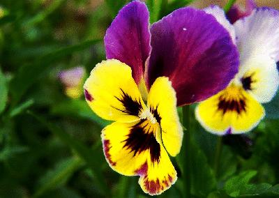 各国花图片,各国花大全