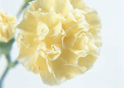 各国花图片,各国花大全