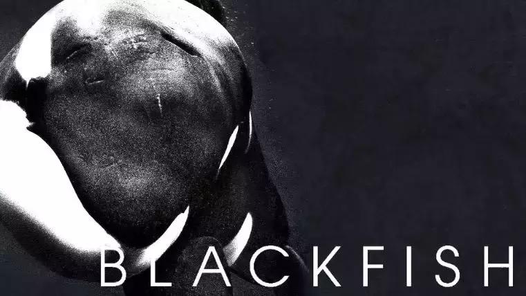 出海看到蓝鲸的感受是什么,当你下海看见一只虎鲸感觉是什么