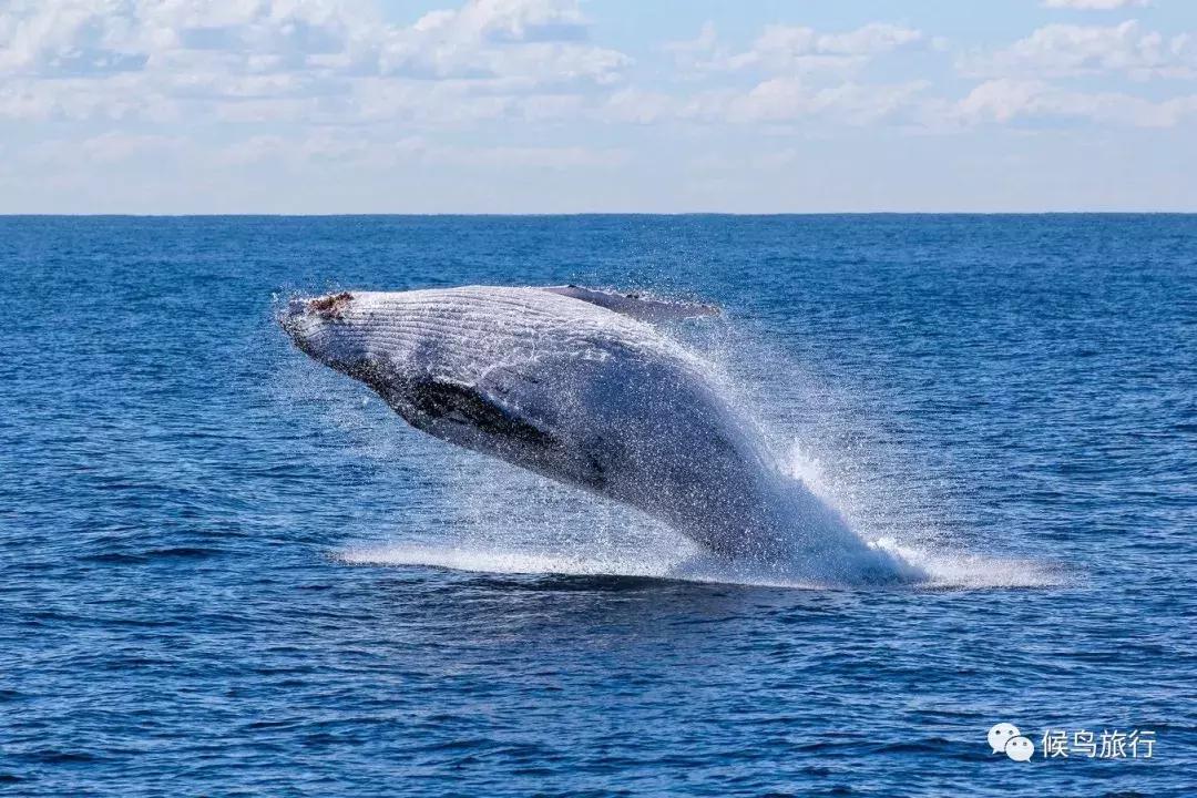 出海看到蓝鲸的感受是什么,当你下海看见一只虎鲸感觉是什么