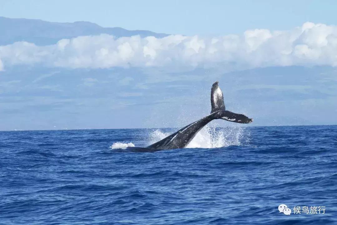 出海看到蓝鲸的感受是什么,当你下海看见一只虎鲸感觉是什么
