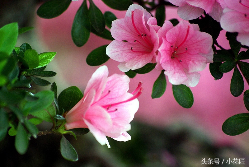 哪一种杜鹃花适合北方,怎么能在北方养好杜鹃花呢