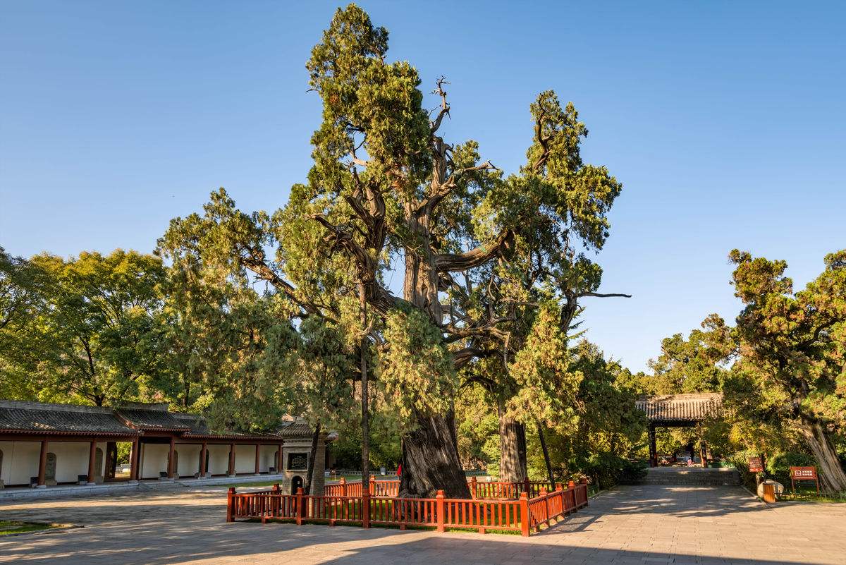 中国十大千年古树，你知道是什么吗？