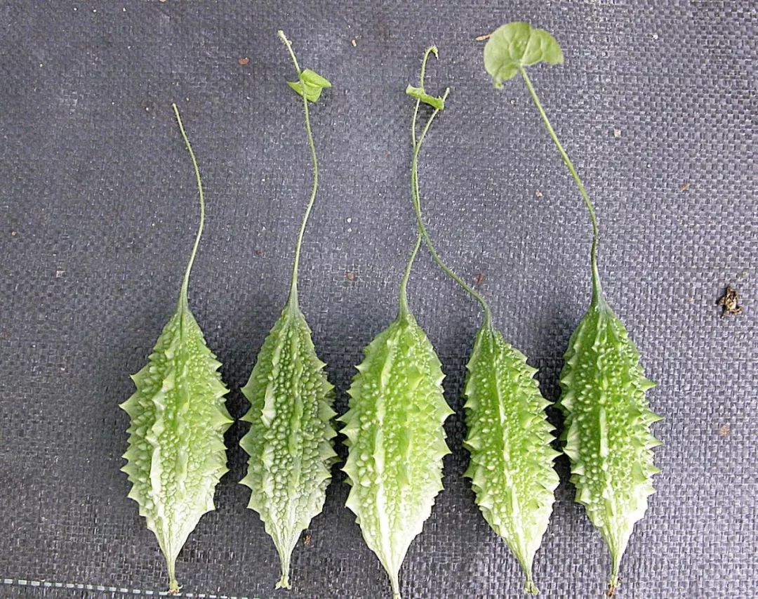 营养医生划重点:孕期别碰苦瓜