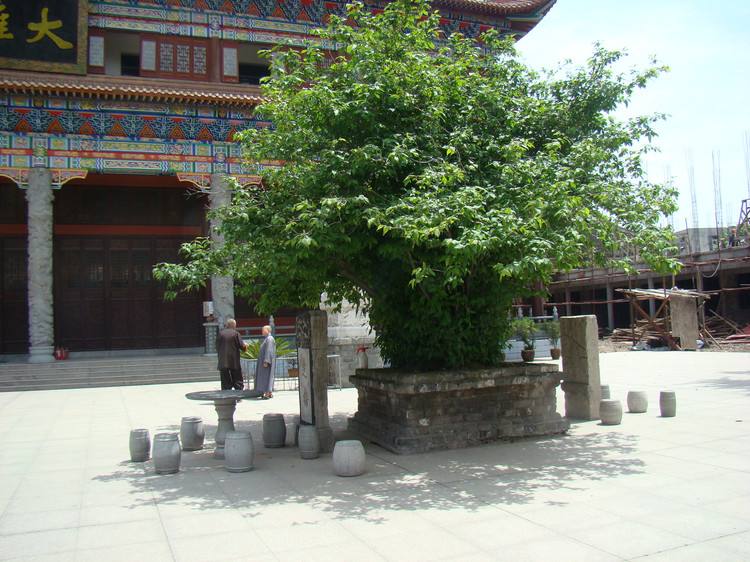 中国十大千年古树，你知道是什么吗？