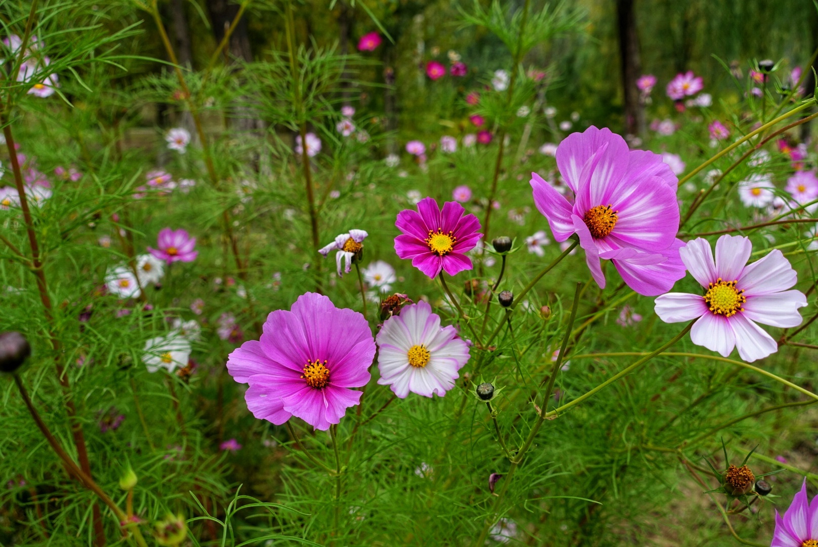 北京昌平金秋风景,昌平金秋周边一日游最佳攻略