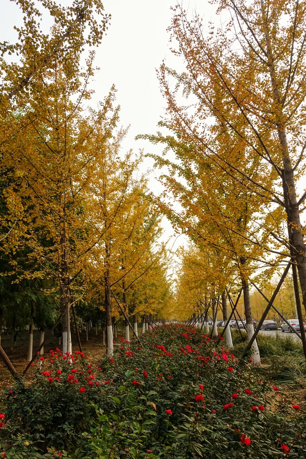 北京昌平金秋风景,昌平金秋周边一日游最佳攻略