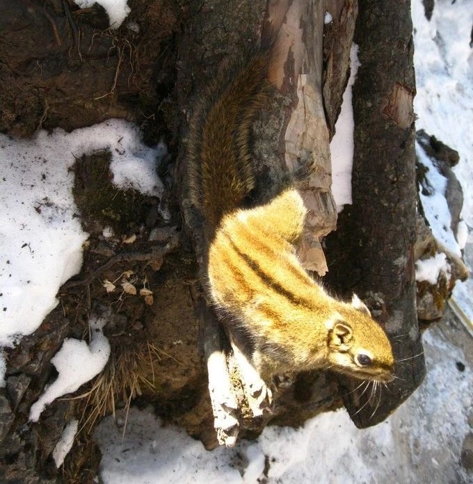 成都花水湾旅游攻略一日游,花水湾西岭雪山二日游