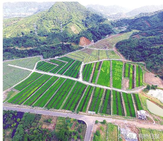 在抓党建促乡村振兴会议上的讲话,抓党建促乡村振兴存在问题及建议