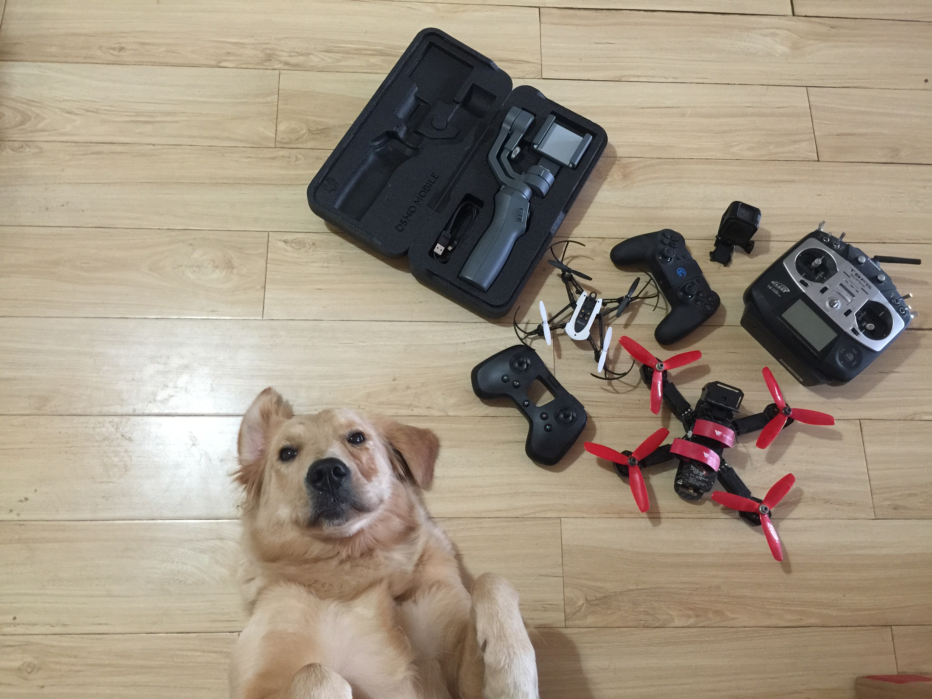 狗子摔了一跤会有问题吗,宠物狗摔了一下