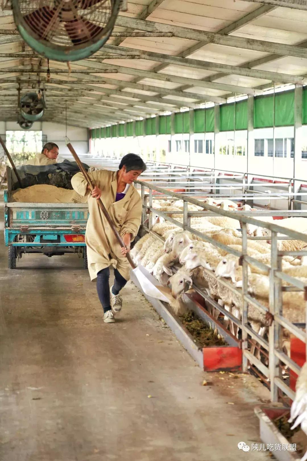 这家进驻常州啦——这个秋天有口福了「吕蒙烤全羊」