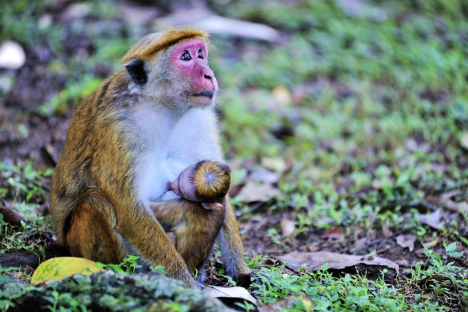 人文摄影斯里兰卡,锡兰风景