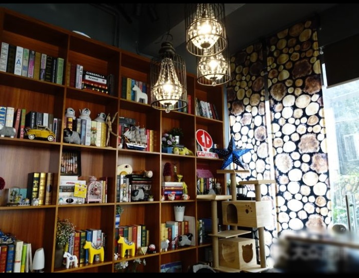 慵懒喵喵吸猫场所,吸猫者必去的十个地方