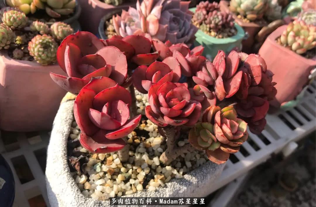 养多肉就是在不断折腾中寻找快乐,养多肉是我坚持做的最久的一件事