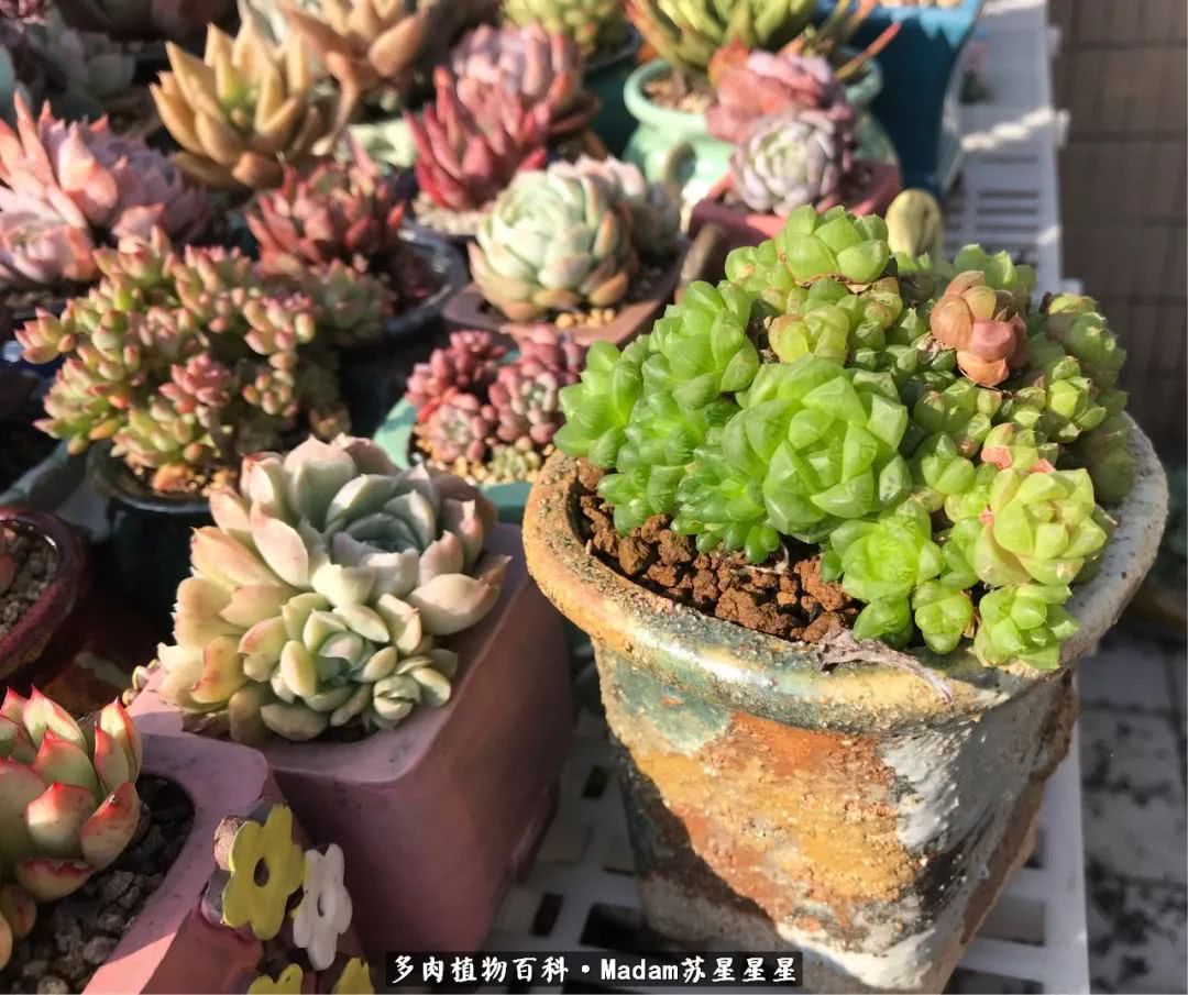 养多肉就是在不断折腾中寻找快乐,养多肉是我坚持做的最久的一件事