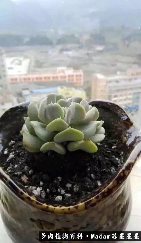 养多肉就是在不断折腾中寻找快乐,养多肉是我坚持做的最久的一件事