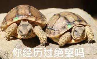 放生1瓶矿泉水，解救八万四千虫？矿泉水厂：你家水里才有虫！