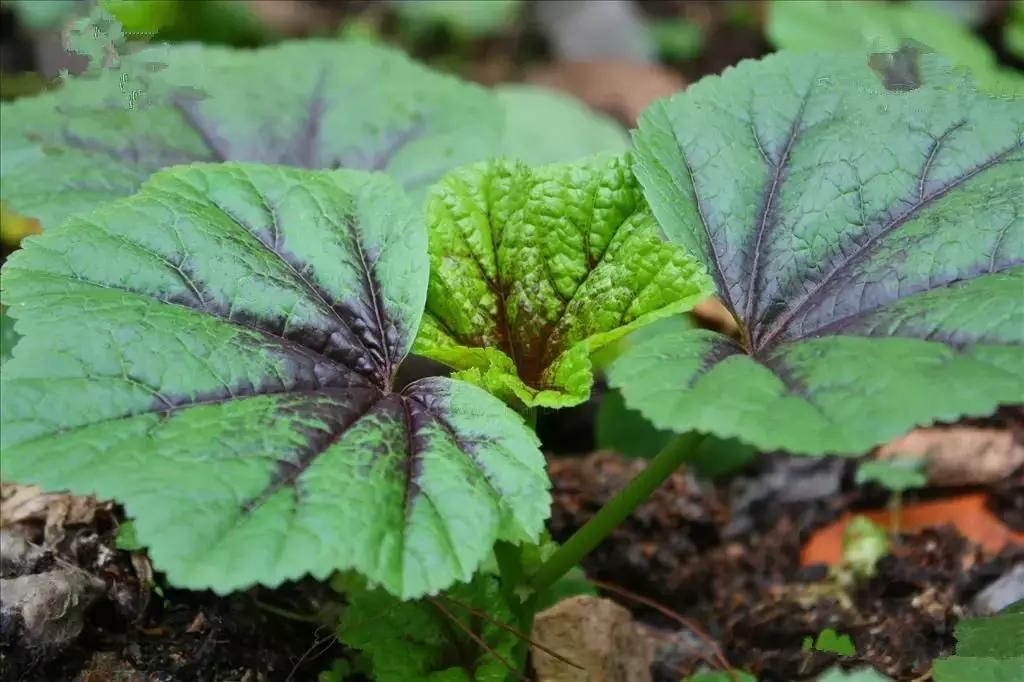 野菜功效,野菜功效介绍
