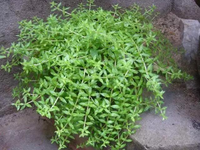 野菜功效,野菜功效介绍