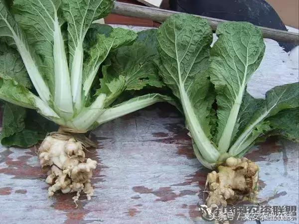 大白菜常见病害图谱,大白菜病害图解大全