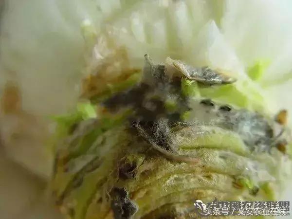 大白菜常见病害图谱,大白菜病害图解大全