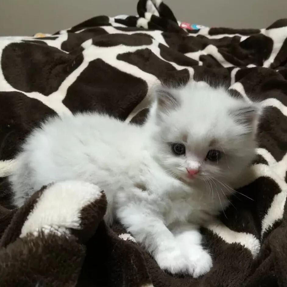 “如果被萌坏了,我帮你叫110救护车!”