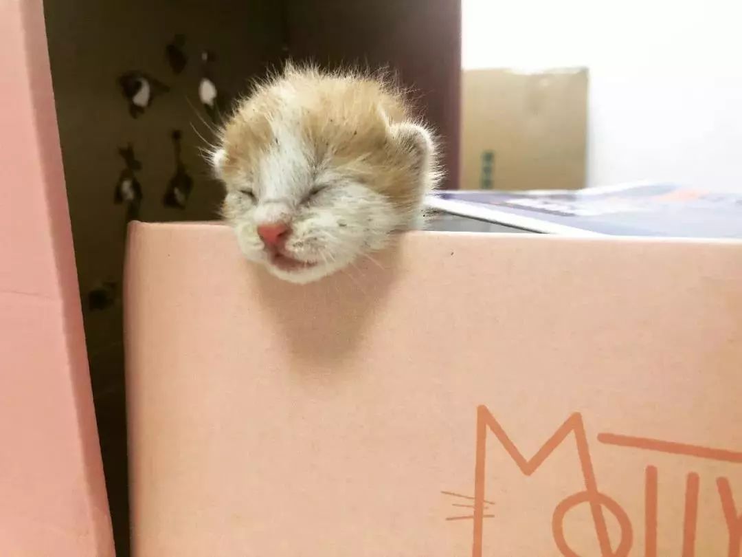 “如果被萌坏了,我帮你叫110救护车!”