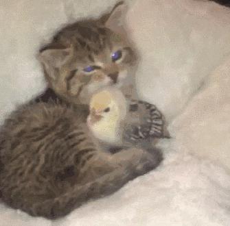 “如果被萌坏了,我帮你叫110救护车!”