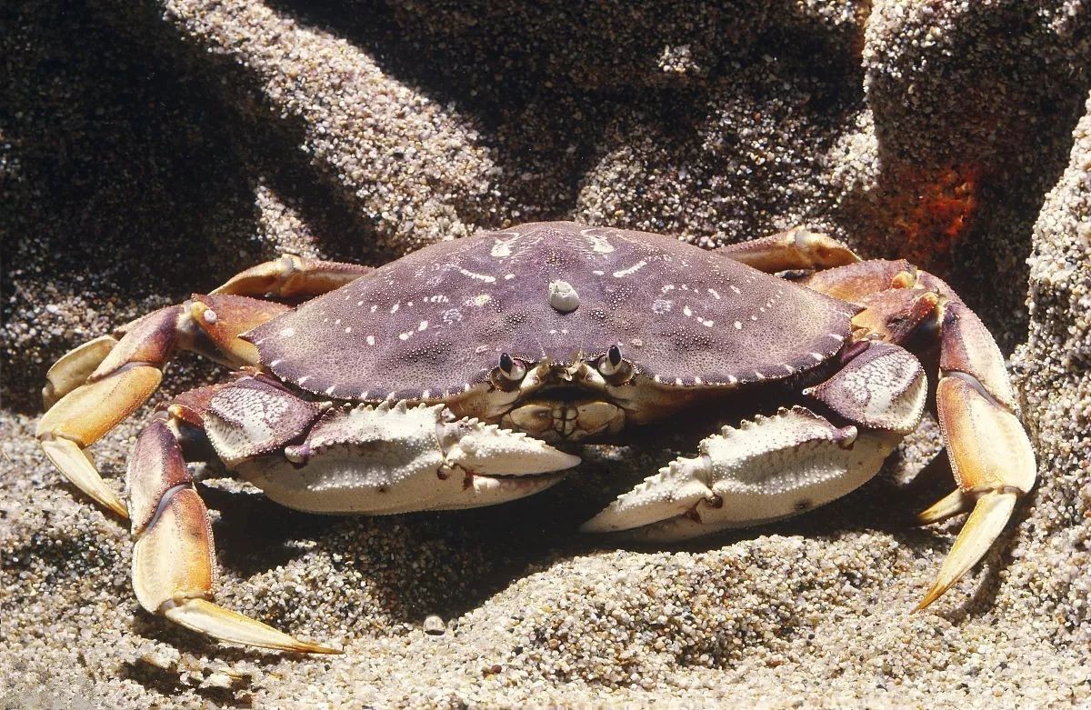 有公蟹更好吃的螃蟹吗,比帝王蟹还要好吃的十种螃蟹