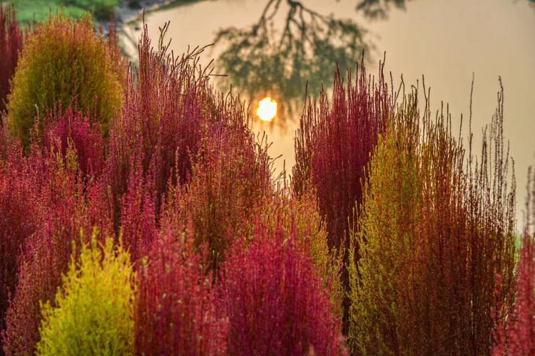 看看粉黛乱子草有多惊艳,粉黛乱子草被踩秃