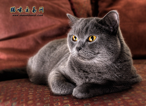 为什么养英短要配布偶,英短蓝猫为什么越来越少有人养