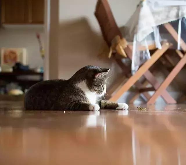 猫咪的产后护理,猫咪产后恶露护理