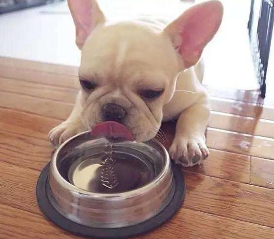 狗狗有泪腺怎么办,狗狗有泪腺怎么擦